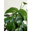 Raphidophora Tetrasperma - Monstera Minima, průměr 12 cm