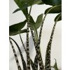 Alocasia Zebrina