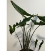 Alocasia Zebrina