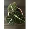 Alocasia Black Velvet