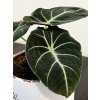 Alocasia Black Velvet