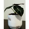 Alocasia Black Velvet