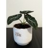 Alocasia Black Velvet