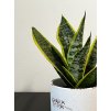 Sansevieria Trifasciata Lauretii