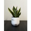 Sansevieria Trifasciata Lauretii