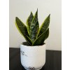 Sansevieria Trifasciata Lauretii