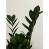 Zamioculcas zamiifolia