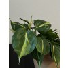 Philodendron scandens Brasil
