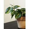 Philodendron scandens Brasil