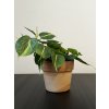 Philodendron scandens Brasil