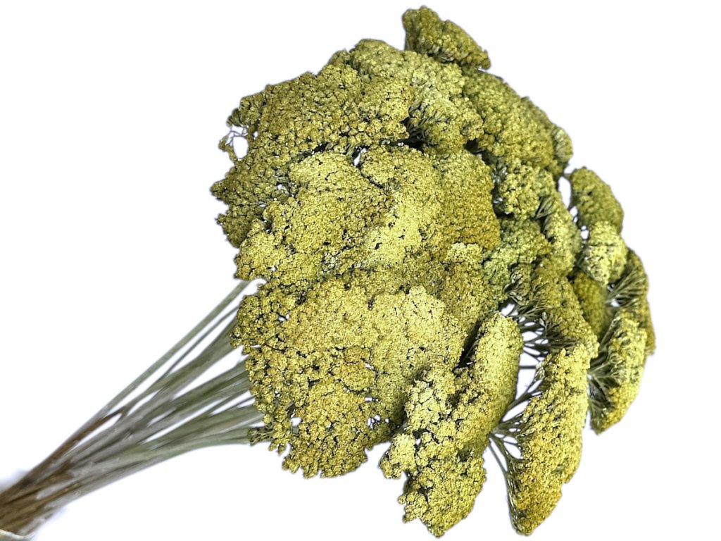 achillea dried sušený rebríček vintage green rustikálne zelené
