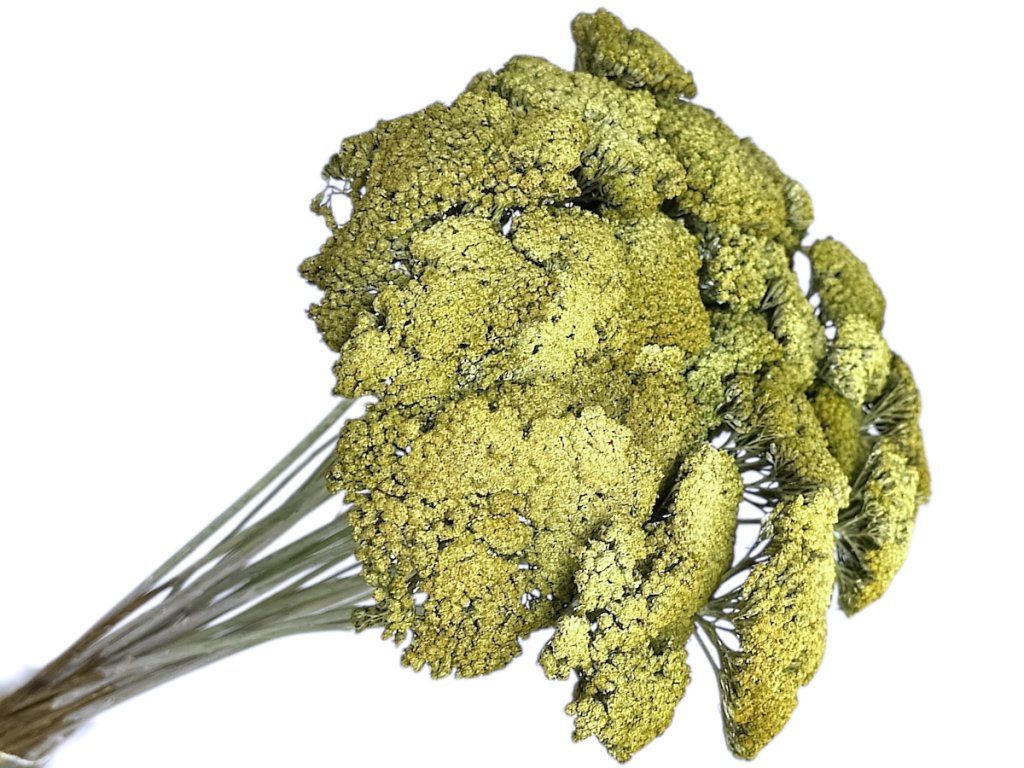 achillea dried yarrow vintage green rustic green