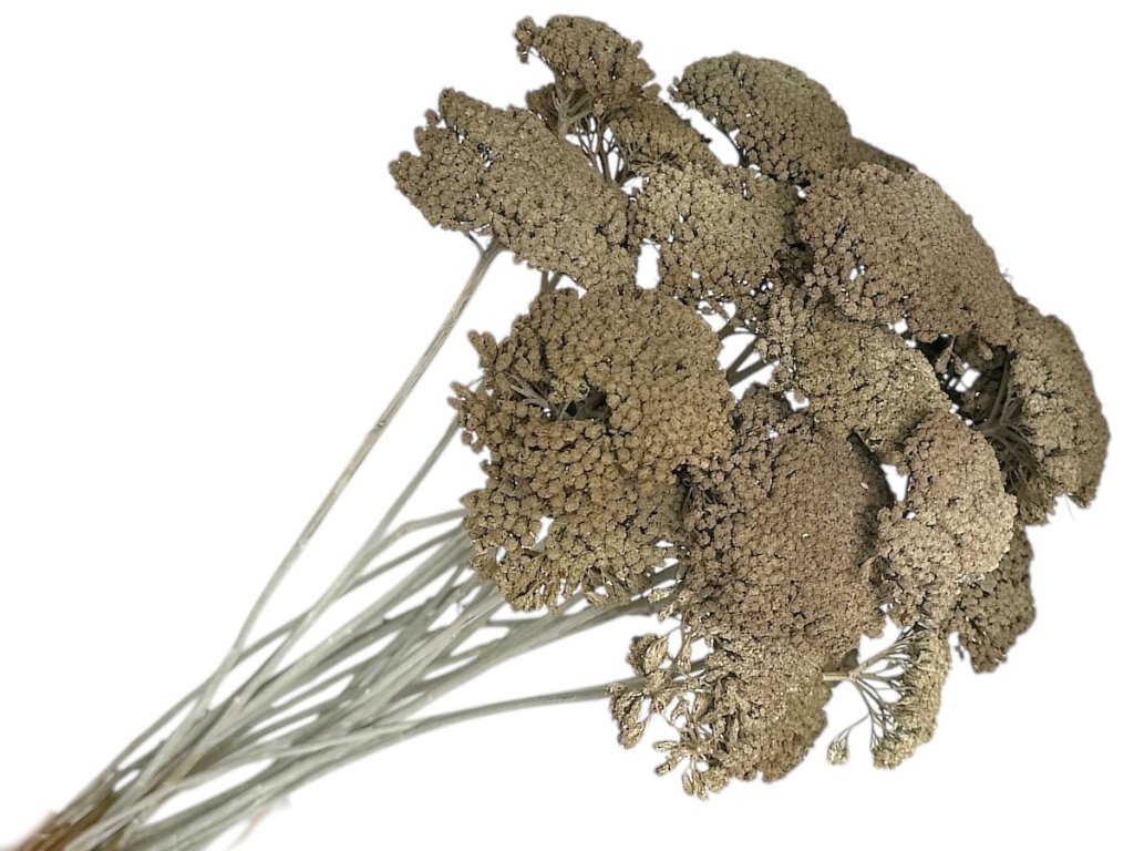 achillea dried sušený rebríček vintage mould rustikálne bahenné sivé