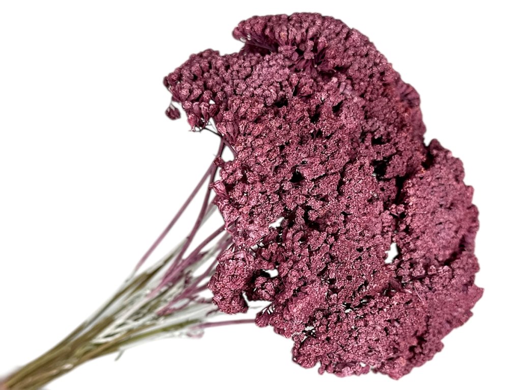 achillea dried yarrow vintage burgundy