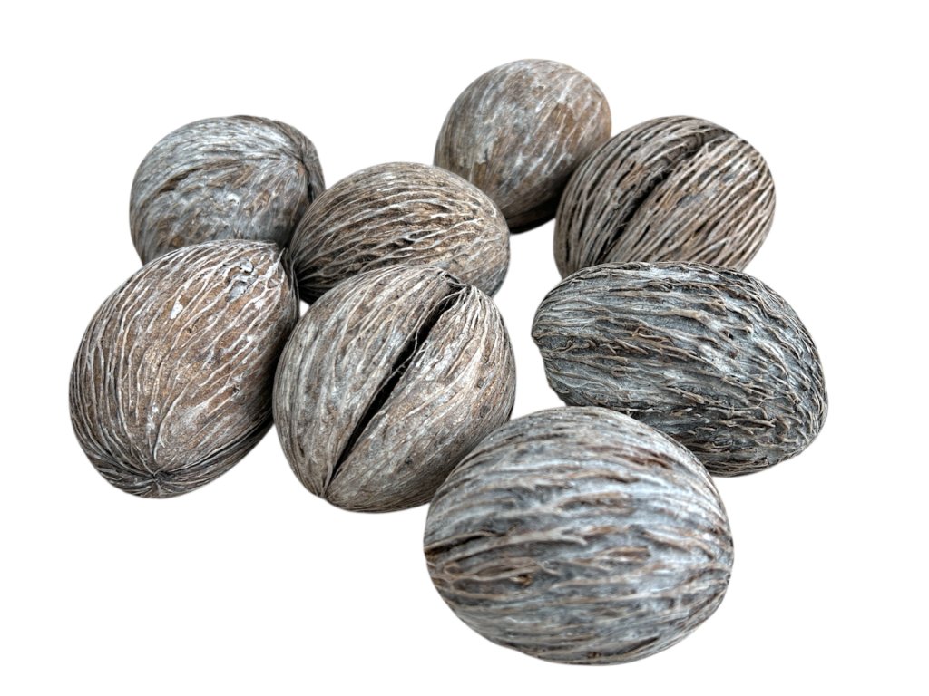 Sušený aranžérsky plod Mintola 8ks - vintage biela