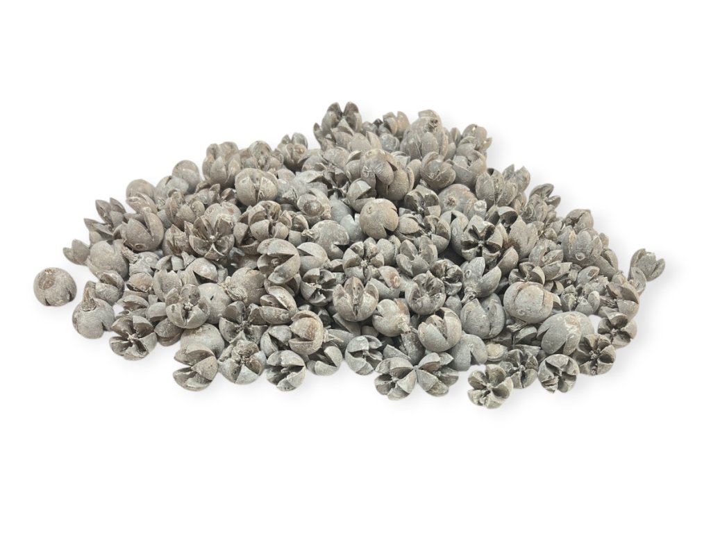 Dried fruits of Schima Wallichii - Walachi pods 270g - vintage white