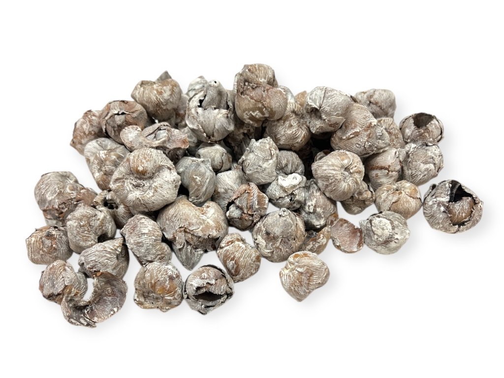 Sušené kokosové kvety mini 250g vintage biele (2)