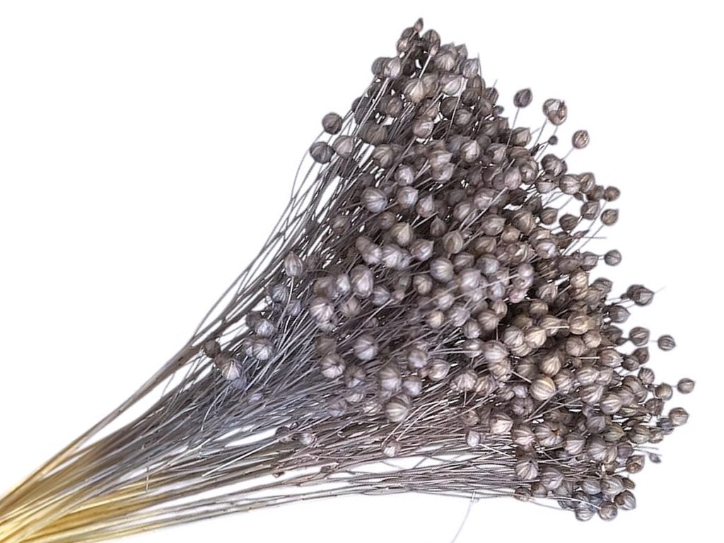 dried flax linum vintage blue grey