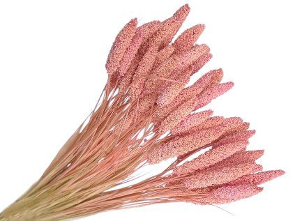 setaria millet light pink