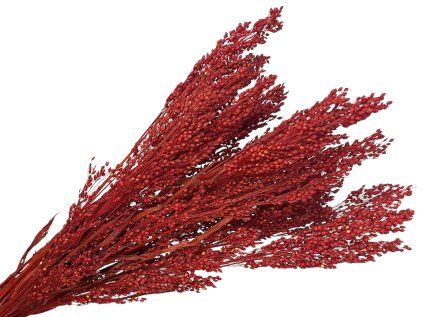 dried millet ears red