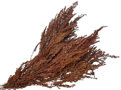 solidago zlatobyl hnede brown
