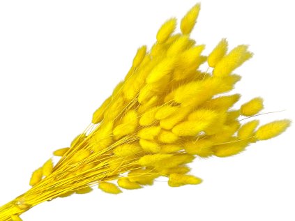 lagurus yellow zlty
