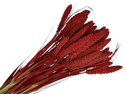 setaria millet light pink