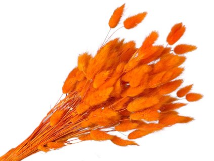 lagurus yellow orange