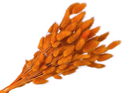 lagurus yellow orange tmave