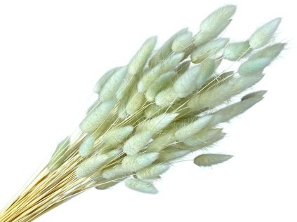 lagurus aqua zelený mint