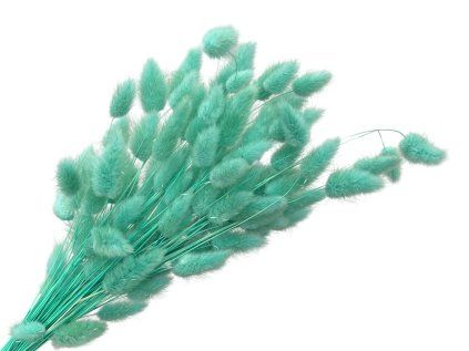 Dried grass Lagurus - bunny tail 50g - aqua