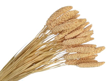 setaria proso svetloruzova