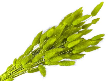 lagurus svetlozelený light green