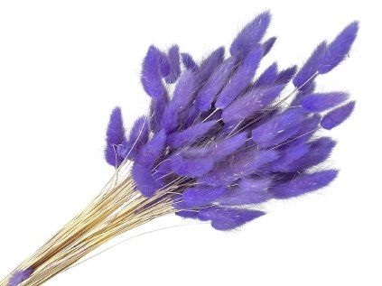 lagurus bleached purple violet