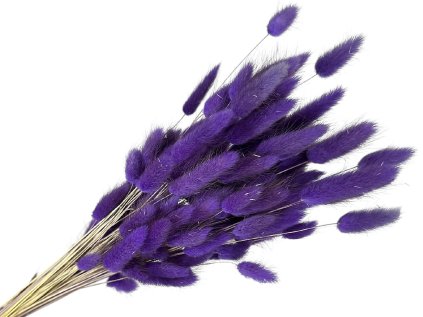 lagurus dark purple fialovy