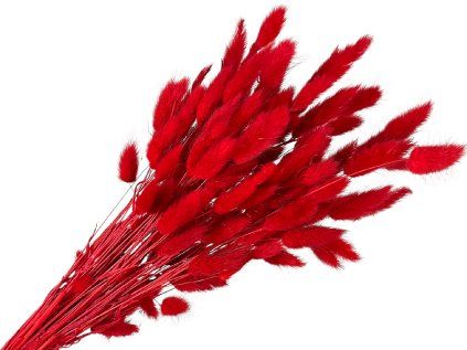 lagurus bunny tail red