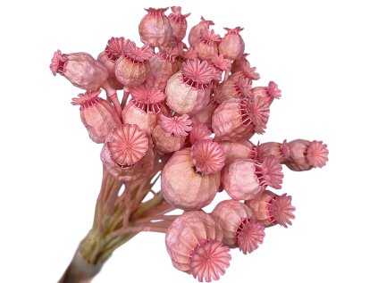 susene makovice ruzove