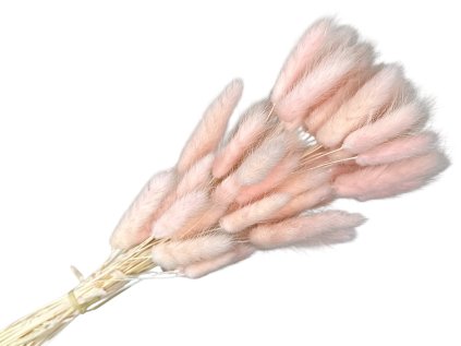 lagurus bunny tail compact powder pudrova