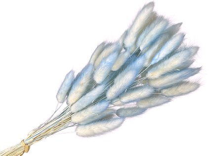 lagurus bunny tail blue ombre modry melir