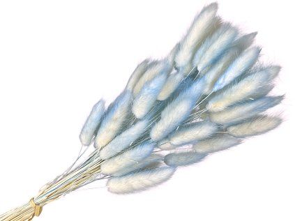 lagurus bunny tail blue ombre blue highlight