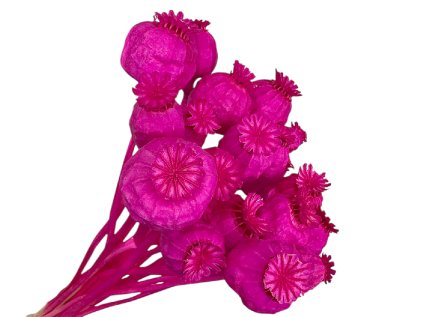 susene makovice ruzove