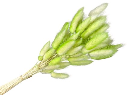 lagurus bunny tail green ombre zeleny melir