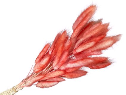 lagurus bunny tail red ombre červený melir1