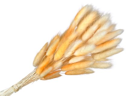 lagurus bunny tail orange ombre oranžový melir