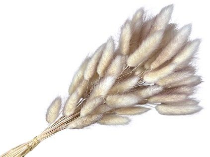 lagurus bunny tail beige ombre brown highlight1