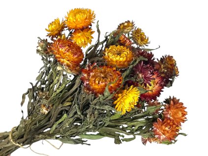 slamienky helichrysum straw flower orange