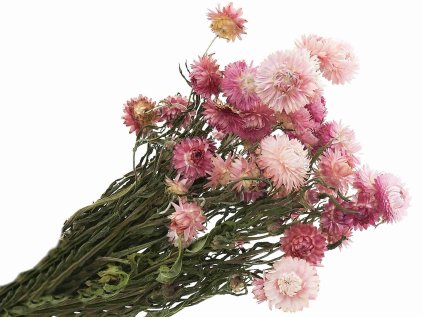 Strawflowers helichrysum pink