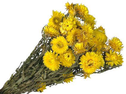helichrysum dried flowers yellow 2