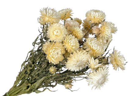 helichrysum straw flower cream white