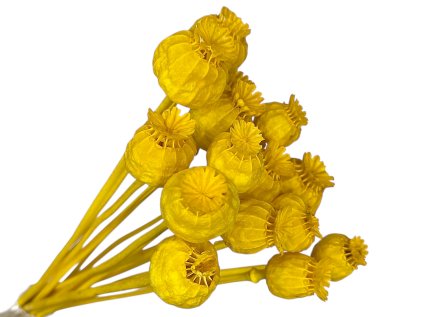 dried yellow poppy seeds